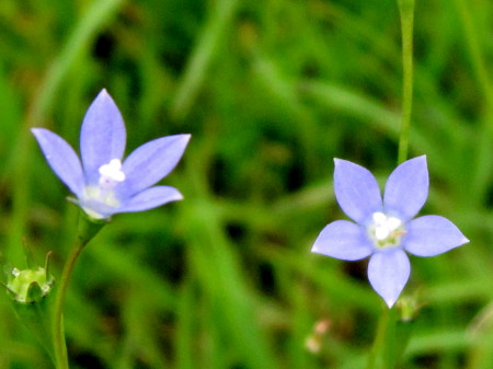 青い小さな星の花1_1.jpg