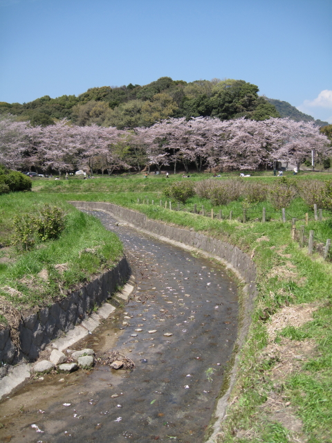 2010tofuroatosakura5.jpg
