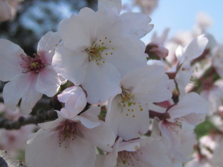2010tofuroatosakura6_1.jpg