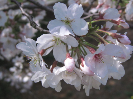 2010tofuroatosakura7.jpg