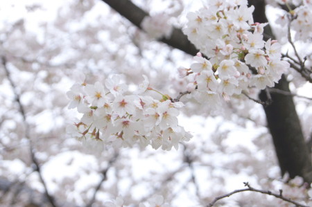 20130325Q_1.jpg