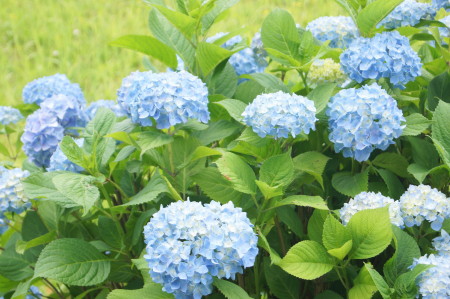 20130603d@̎z_1.jpg