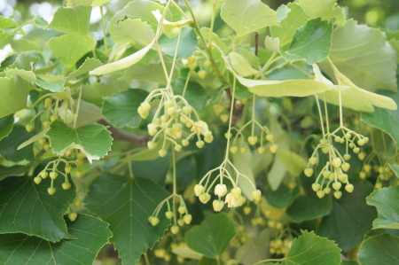201306054_1.jpg