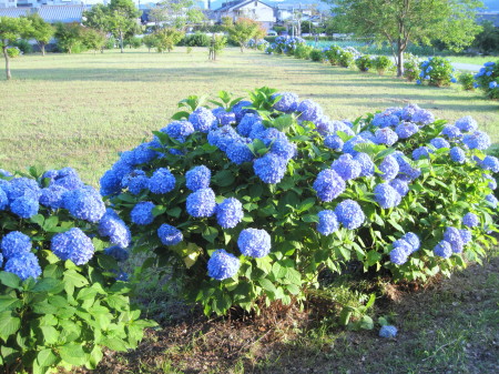 20130611zԂQ_1_1.jpg