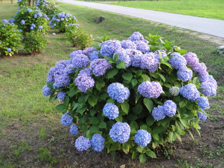 20130611zԂS_1.jpg
