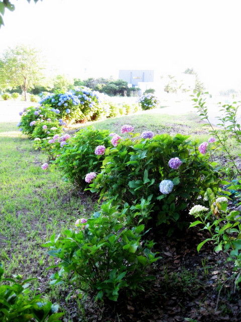 20130611z_1_1.jpg