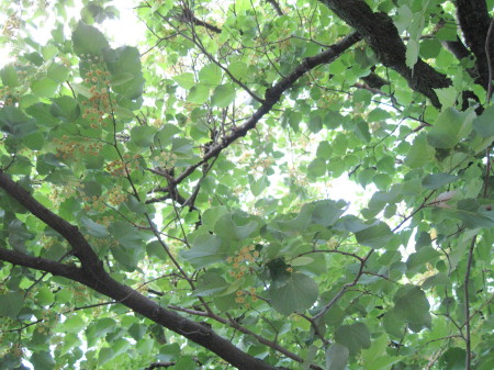 20130611_1.jpg