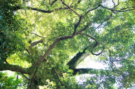 20140507清明の井8_1.jpg