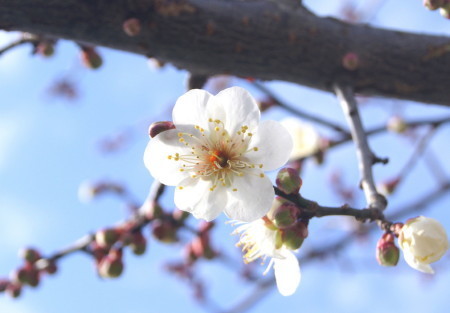 20150202六弁の梅6_1.jpg