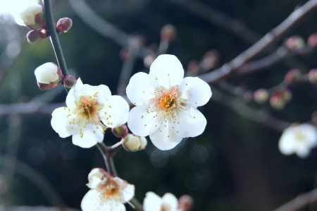 20150202六弁の梅_2_1.jpg