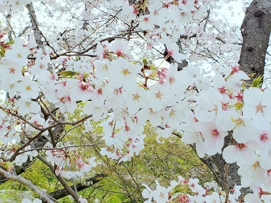 20190404_174621 - Rs[.jpg