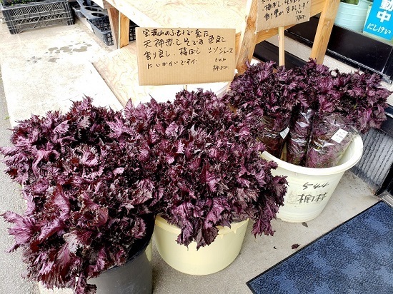 20190609_115011 - Rs[.jpg