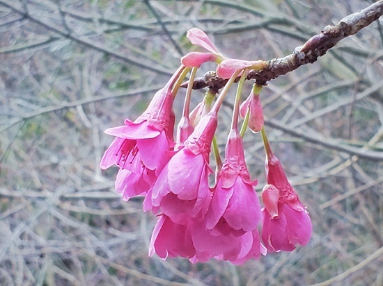 20200301_162039 - Rs[.jpg