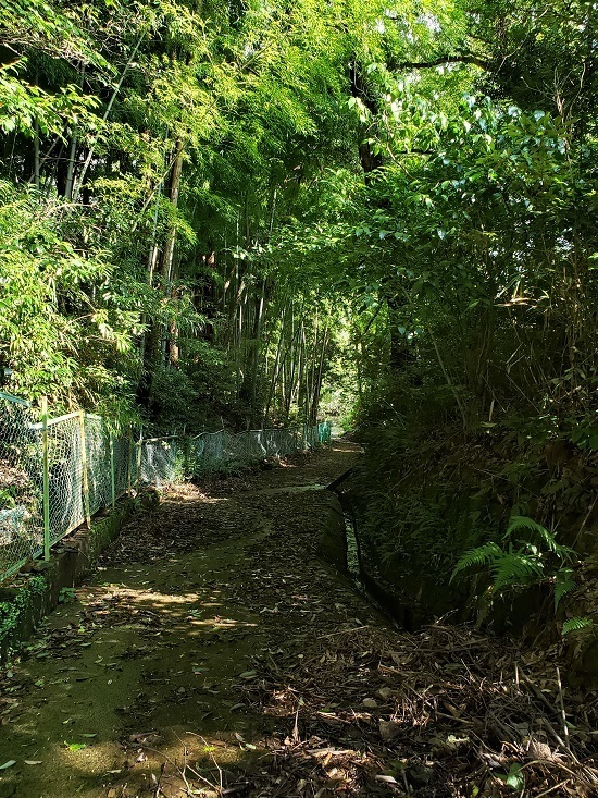 20200730_155247 - Rs[.jpg