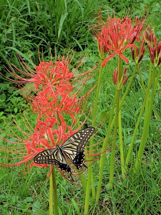 20200919_131742 - Rs[.jpg