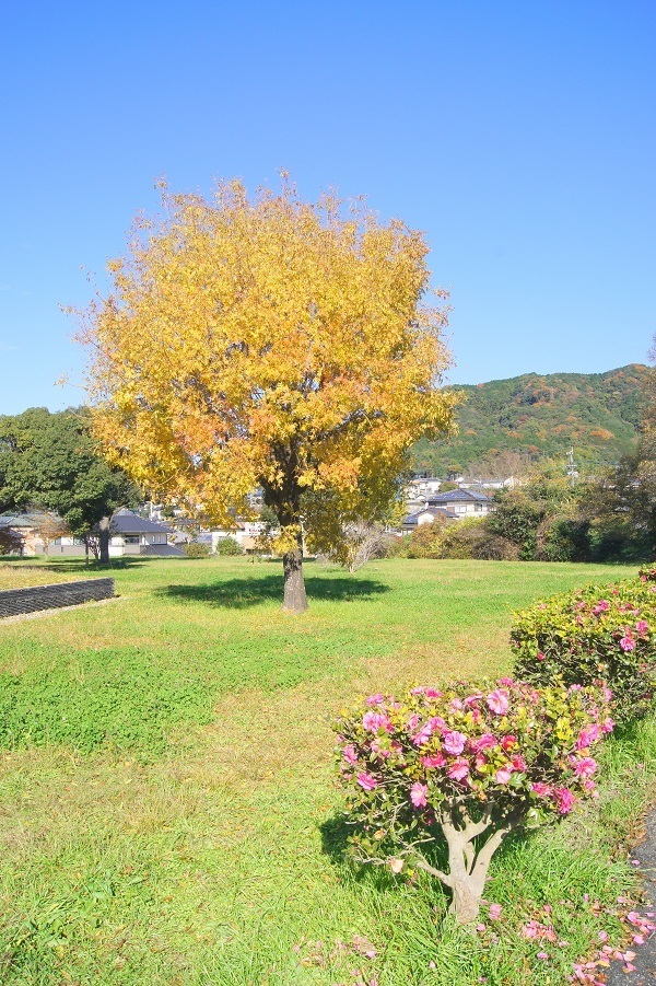 DSC00272 - Rs[.JPG
