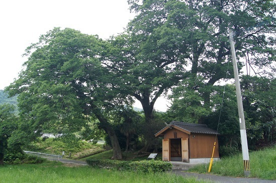 DSC06226 - コピー.JPG