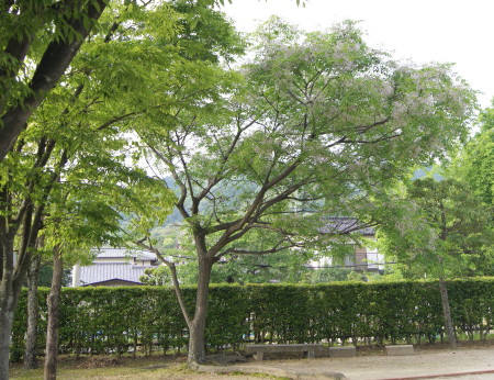 ӂ2014_1.jpg