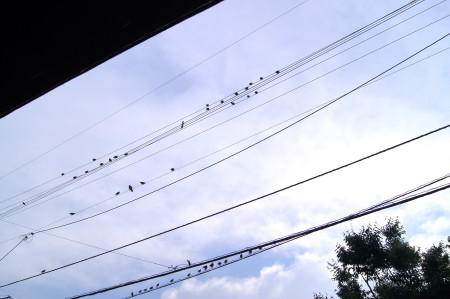 この鳥はなに?1_1.jpg