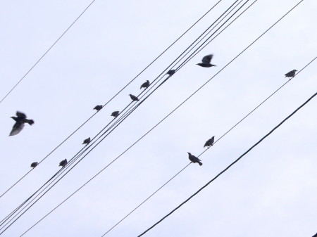 この鳥はなに?2_1.jpg