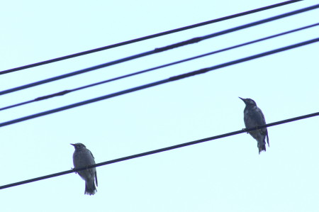 この鳥はなに?3_1.jpg