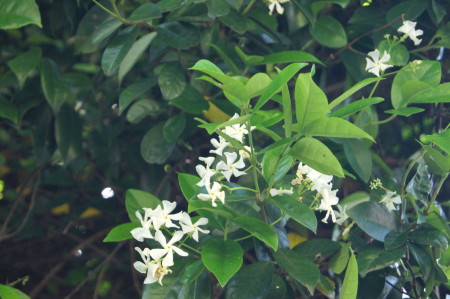 定家葛20142_1.jpg