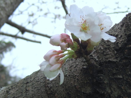 201303181R_1.jpg