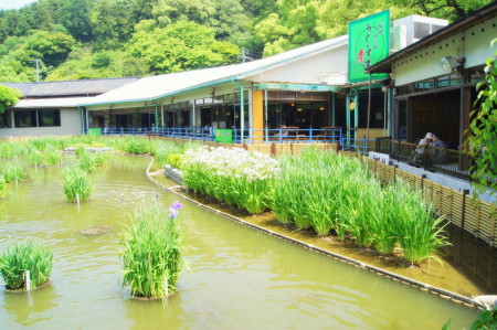 花菖蒲2014_1.jpg