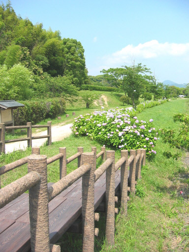 ajisai6.jpg