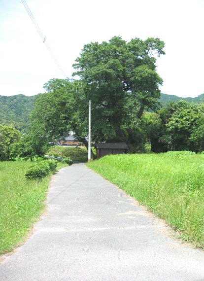 mukunoki8.jpg