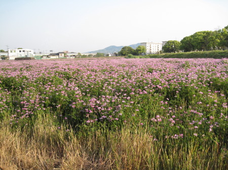oimatsujinjya20.jpg