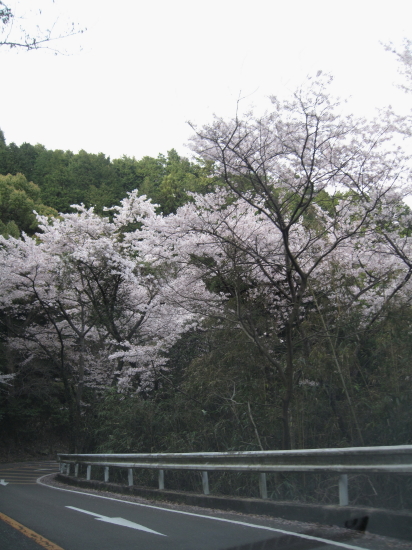 siojisakura3.jpg