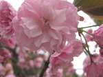 yaezsakura2_5.jpg